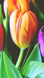 オレンジのチューリップ