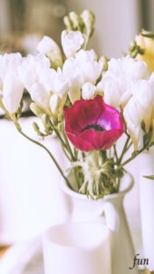 フリージアとアネモネ