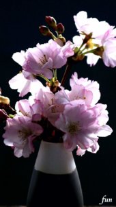 花瓶に挿した桜
