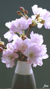 花瓶に挿した桜