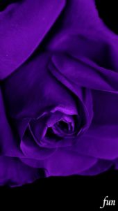 紫のバラ