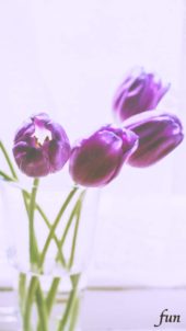 紫のチューリップ