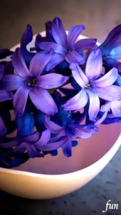 紫のヒヤシンス