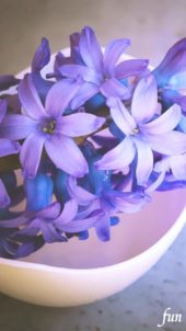 紫のヒヤシンス