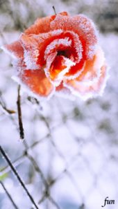 凍ったバラ