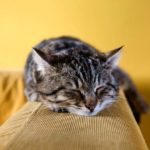 iPhone12・iPhone12Pro・13・13Pro・14の無料壁紙・待受けが取り放題！