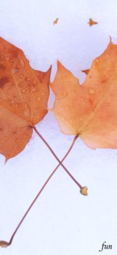 iPhone12ProMax・13ProMax・14plusの無料壁紙・待受け