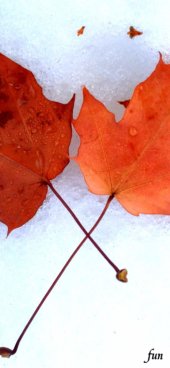 iPhone12ProMax・13ProMax・14plusの無料壁紙・待受け