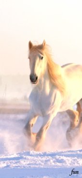 iPhone12ProMax・13ProMax・14plusの無料壁紙・待受け