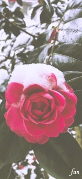 iPhone12ProMax・13ProMax・14plusの無料壁紙・待受け