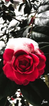 iPhone12ProMax・13ProMax・14plusの無料壁紙・待受け