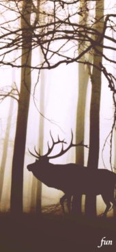 iPhone12ProMax・13ProMax・14plusの無料壁紙・待受け