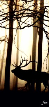 iPhone12ProMax・13ProMax・14plusの無料壁紙・待受け