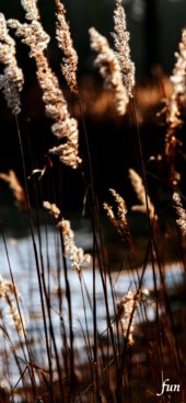 iPhone12ProMax・13ProMax・14plusの無料壁紙・待受け