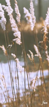 iPhone12ProMax・13ProMax・14plusの無料壁紙・待受け