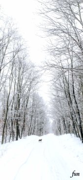 iPhone12ProMax・13ProMax・14plusの無料壁紙・待受け