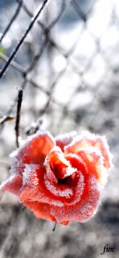 iPhone12ProMax・13ProMax・14plusの無料壁紙・待受け