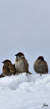 iPhone12ProMax・13ProMax・14plusの無料壁紙・待受け