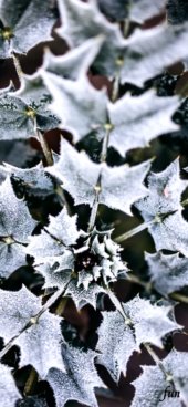 iPhone12ProMax・13ProMax・14plusの無料壁紙・待受け