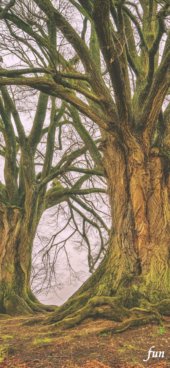 iPhone12ProMax・13ProMax・14plusの無料壁紙・待受け