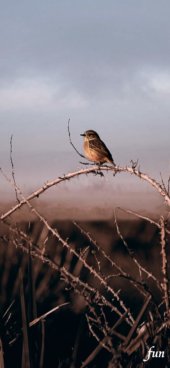 iPhone12ProMax・13ProMax・14plusの無料壁紙・待受け