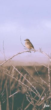 iPhone12ProMax・13ProMax・14plusの無料壁紙・待受け