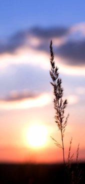 iPhone12ProMax・13ProMax・14plusの無料壁紙・待受け