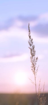 iPhone12ProMax・13ProMax・14plusの無料壁紙・待受け