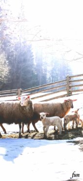 iPhone12ProMax・13ProMax・14plusの無料壁紙・待受け