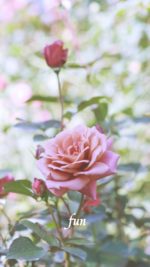 くすみピンクのバラ