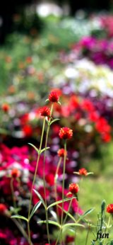 アプリコット色の千日紅