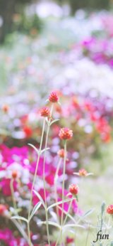 アプリコット色の千日紅