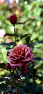 くすみピンクのバラ