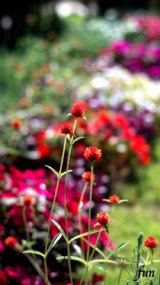 アプリコット色の千日紅