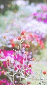 アプリコット色の千日紅