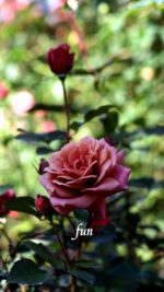 くすみピンクのバラ