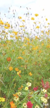 秋の花畑