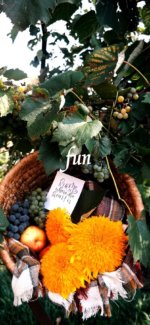 秋の実りと黄色の花