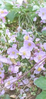 シュウメイギク