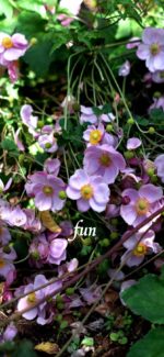 シュウメイギク