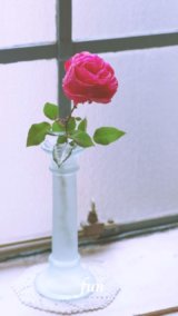 窓際のバラ