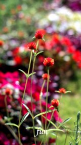 アプリコット色の千日紅