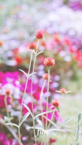 アプリコット色の千日紅