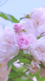 秋のピンクのバラ