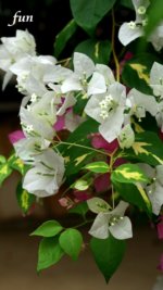 白のブーゲンビリア