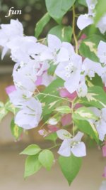 白のブーゲンビリア