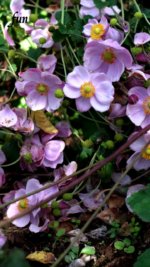 シュウメイギク