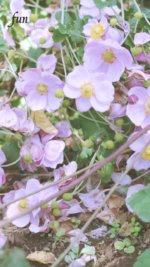 シュウメイギク