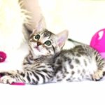 iPhone12・iPhone12Proロック画面等の猫の無料壁紙・待受けを配信中