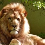 iPhone14・13・13Pro・12・12Proロック画面等の動物の無料壁紙・待受けを配信中